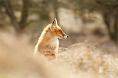 7d54603660fb17a1ba6d7bfd2f397829  zen red fox